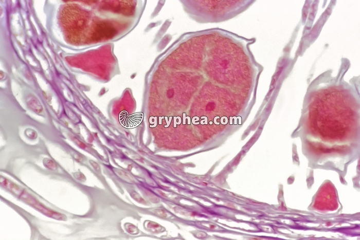 Fucus - oogones avec oosphères dans un conceptacle femelle x 100 - gryphea.com